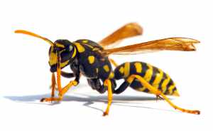 wespen entfernen 365 gibt Informationen über was auf Wespen und Bienen zu beachten sind.