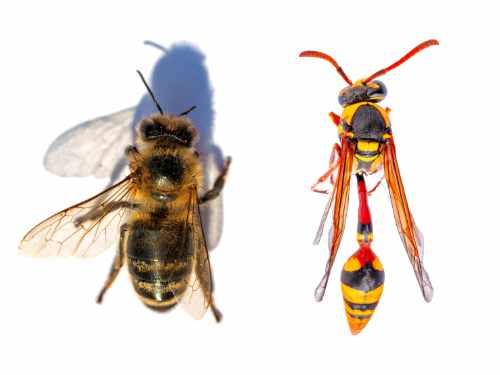 Wespen Entfernen 365 gib informationene über die Unterschieb zwischen Bienen und Wespen